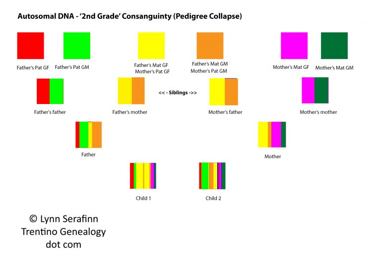 Autosomal DNA, 2nd grade consanguinity, pedigree collapse. Diagram by Lynn Serafinn, https://trentinogenealogy.com